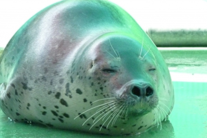 目をつむっているアザラシ