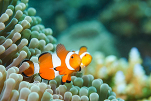 サンゴ礁とクマノミ